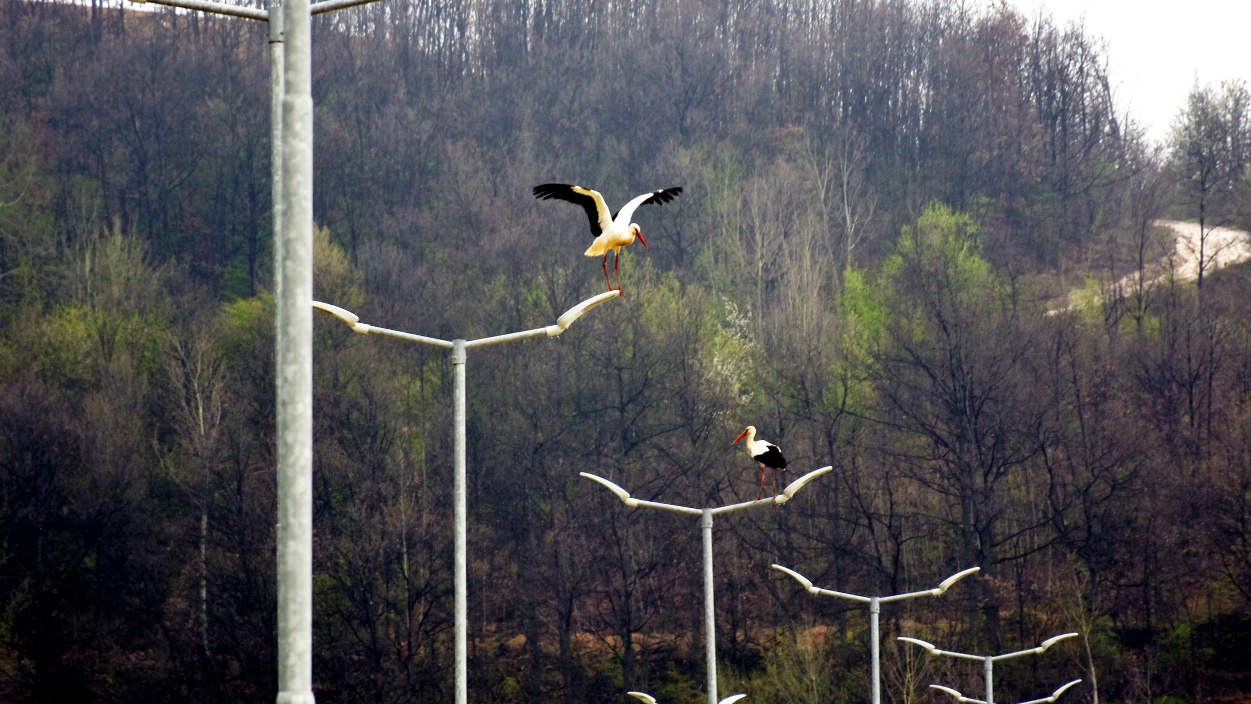 2500天的蜕变 | 从“地球伤疤”到绿意绵延