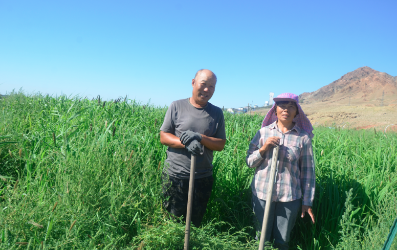 排土场变身饲草基地